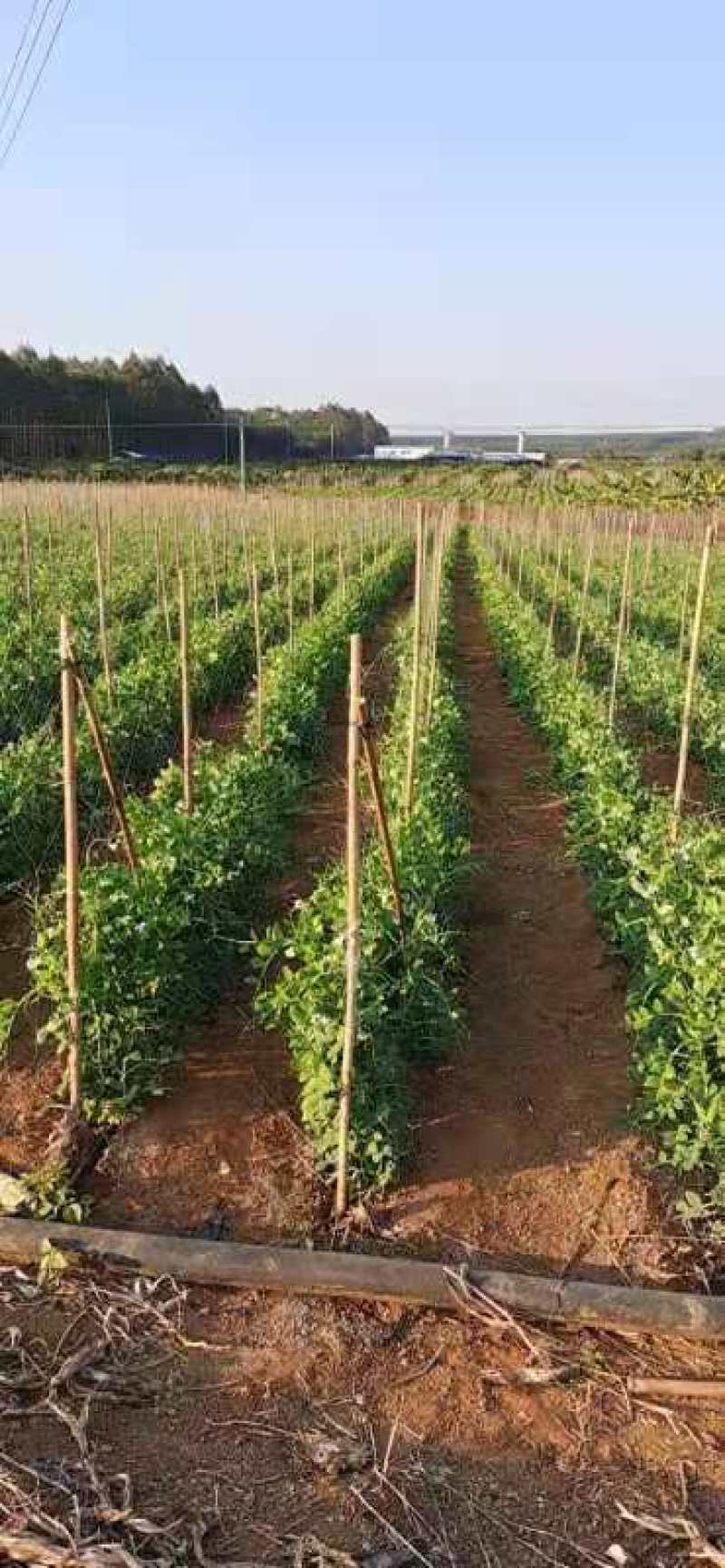 2024年大量供应新苗荷兰豆广西荷兰豆碗豆片豌豆