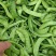 2024年大量供应新苗荷兰豆广西荷兰豆碗豆片豌豆