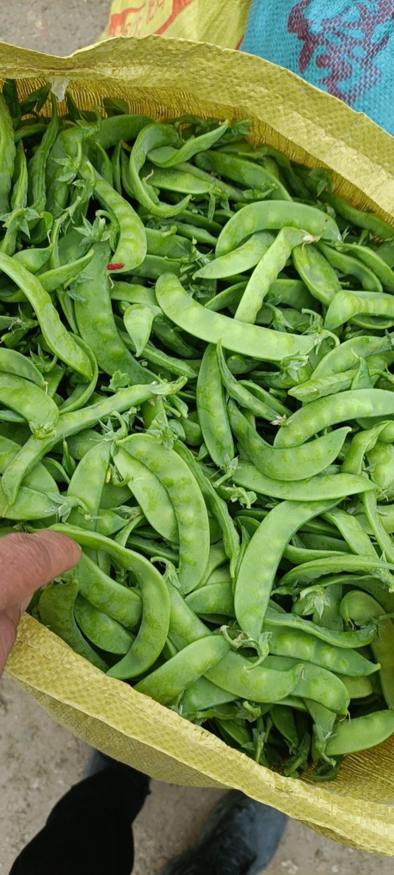 2024年大量供应新苗荷兰豆广西荷兰豆碗豆片豌豆