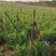 2024年大量供应新苗荷兰豆广西荷兰豆碗豆片豌豆