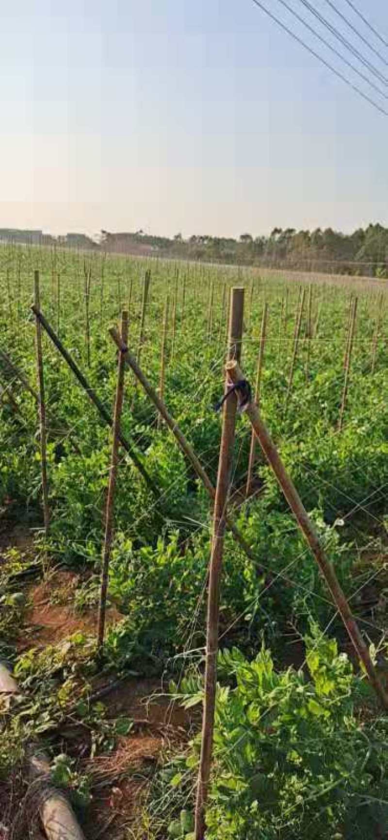 2024年大量供应新苗荷兰豆广西荷兰豆碗豆片豌豆