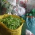 2024年大量供应新苗荷兰豆广西荷兰豆碗豆片豌豆