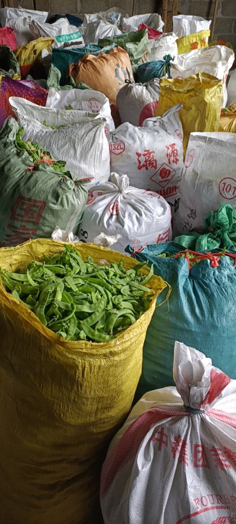 2024年大量供应新苗荷兰豆广西荷兰豆碗豆片豌豆