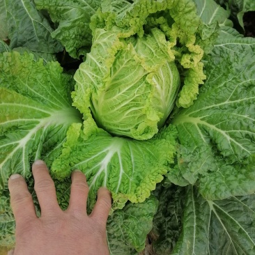 优质白菜，中棵黄心，大棵黄心。