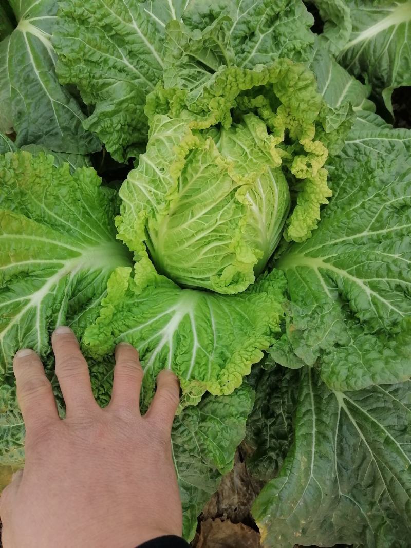 优质白菜，中棵黄心，大棵黄心。