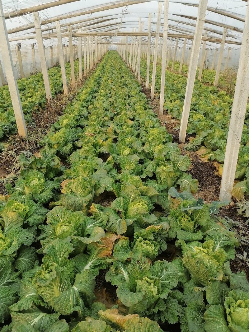 优质白菜，中棵黄心，大棵黄心。