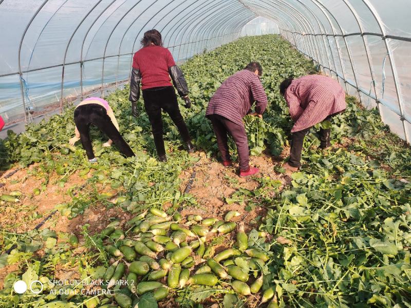 蔬菜大棚萝卜大量上市