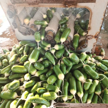 蔬菜大棚萝卜大量上市