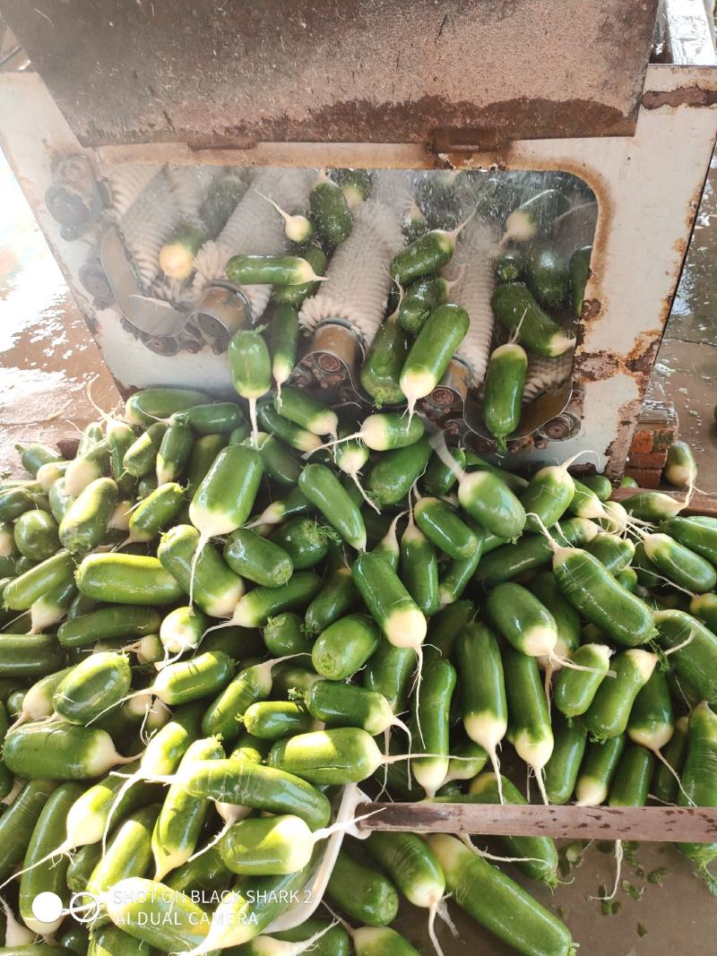蔬菜大棚萝卜大量上市