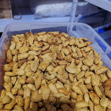 巴旦木批发手剥奶香味薄壳坚果跑江湖地摊展会一手货源厂家直