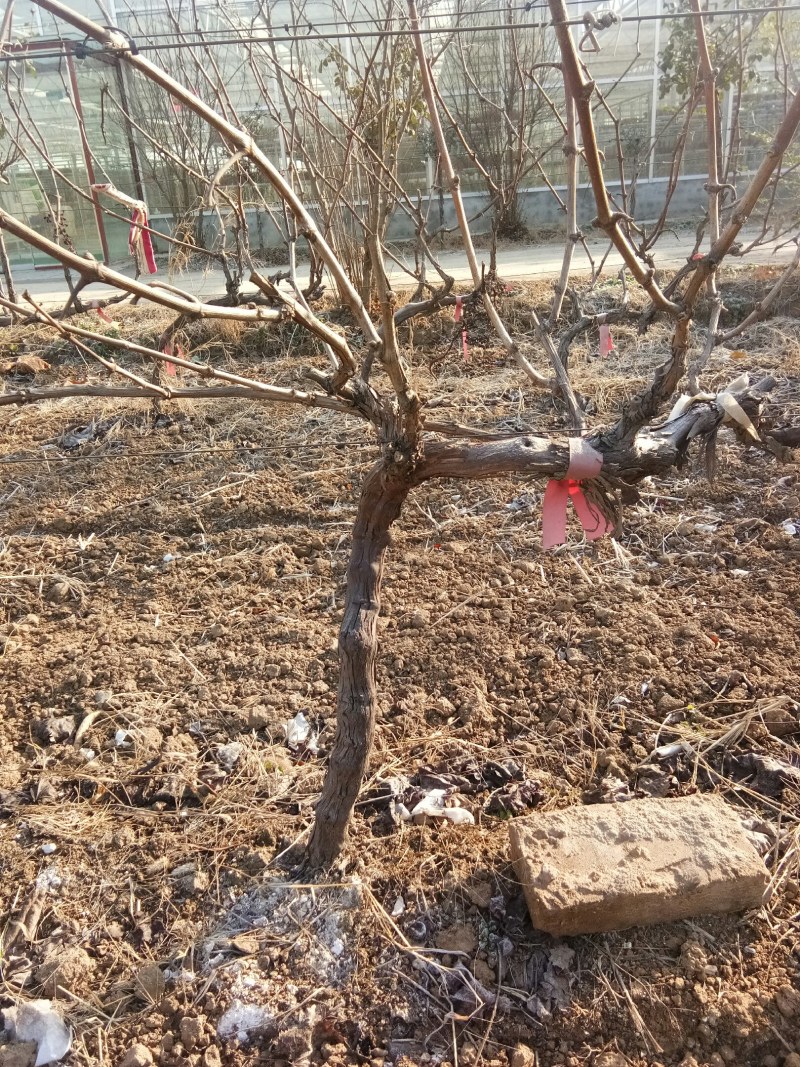 2到3公分的占地葡萄树3万棵