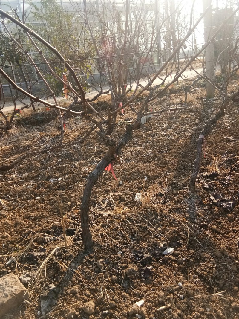2到3公分的占地葡萄树3万棵
