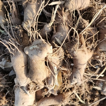 纯改良无菌优质白术芽子