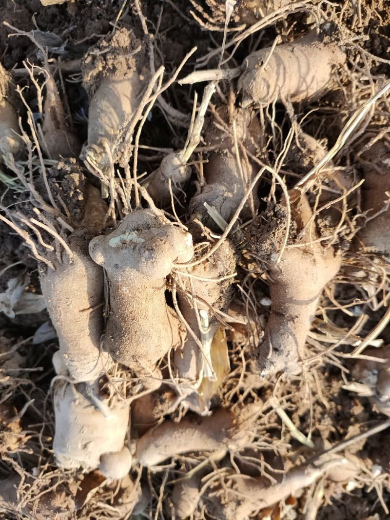 纯改良无菌优质白术芽子