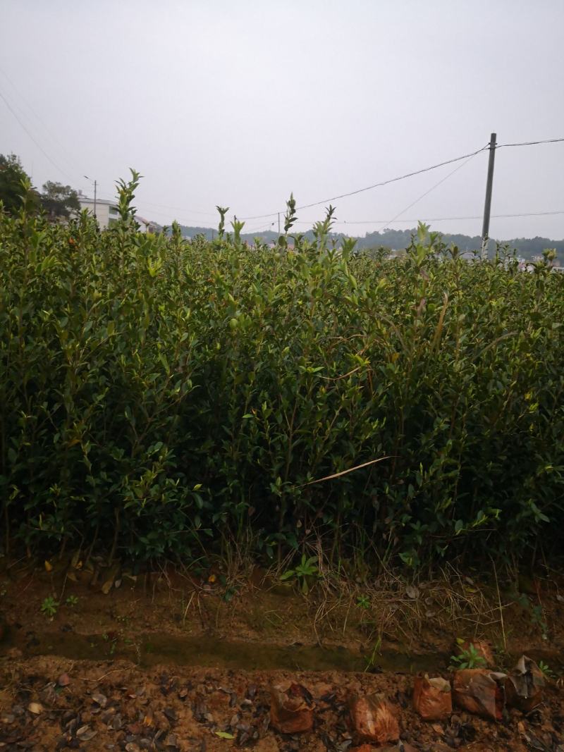 茶籽树苗，高产嫁接油茶苗，质量保证，价格优惠