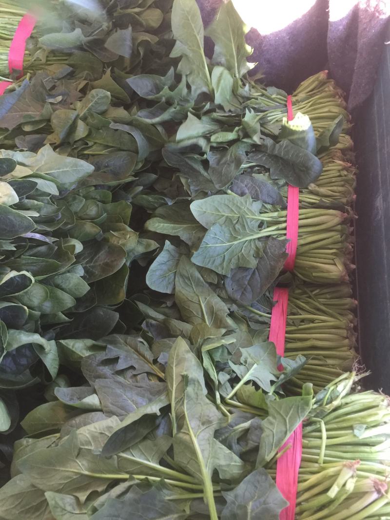 菠菜，聊城东昌府区，菠菜，好菠菜，，，，，