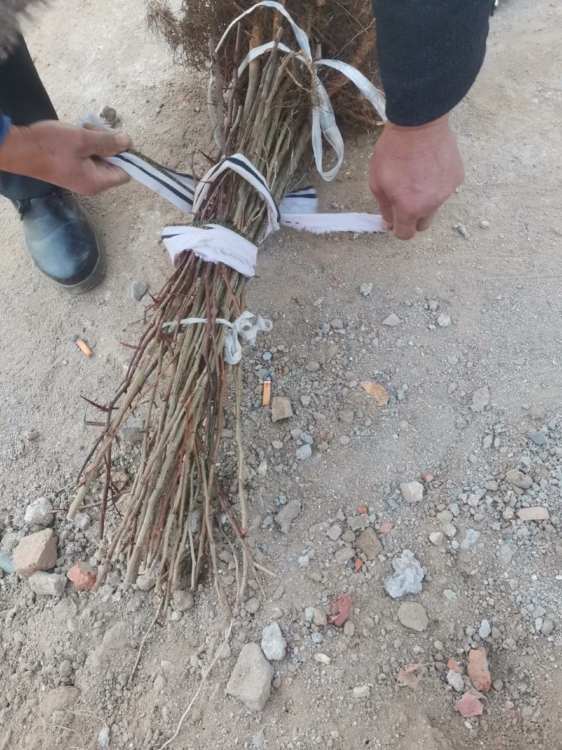 皂角苗皂角树苗皂米品种苗大刺皂角中刺皂角小刺皂角