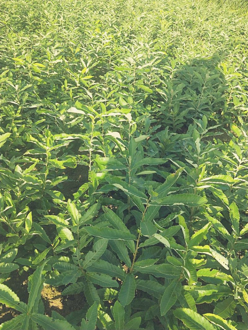 黔东南州丹寨县批发红麻栎苗