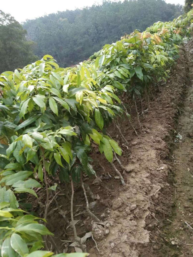 妃子笑桂味无核荔枝营养杯苗