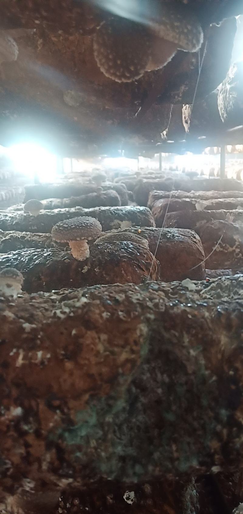 河北省邢台县太行山香菇合作社