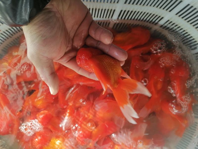 高档金鱼上市了，珍珠，水泡，泰狮，宝狮，高背鎏金，红寿