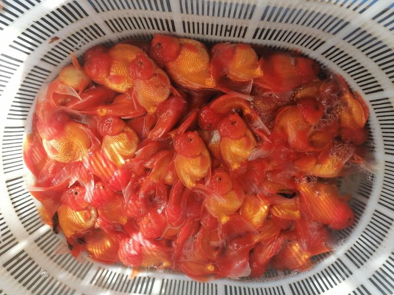 高档金鱼上市了，珍珠，水泡，泰狮，宝狮，高背鎏金，红寿