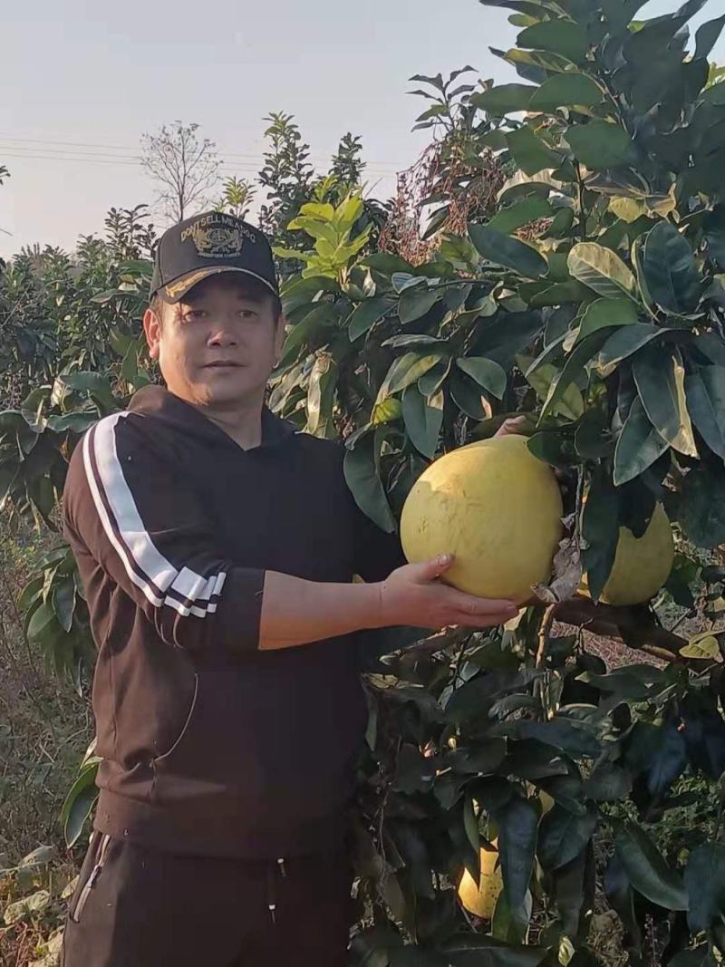 红心柚量大，口感好，水份足。