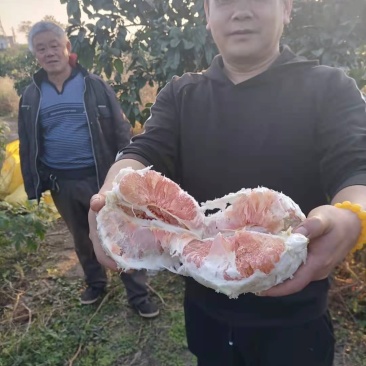 红心柚量大，口感好，水份足。