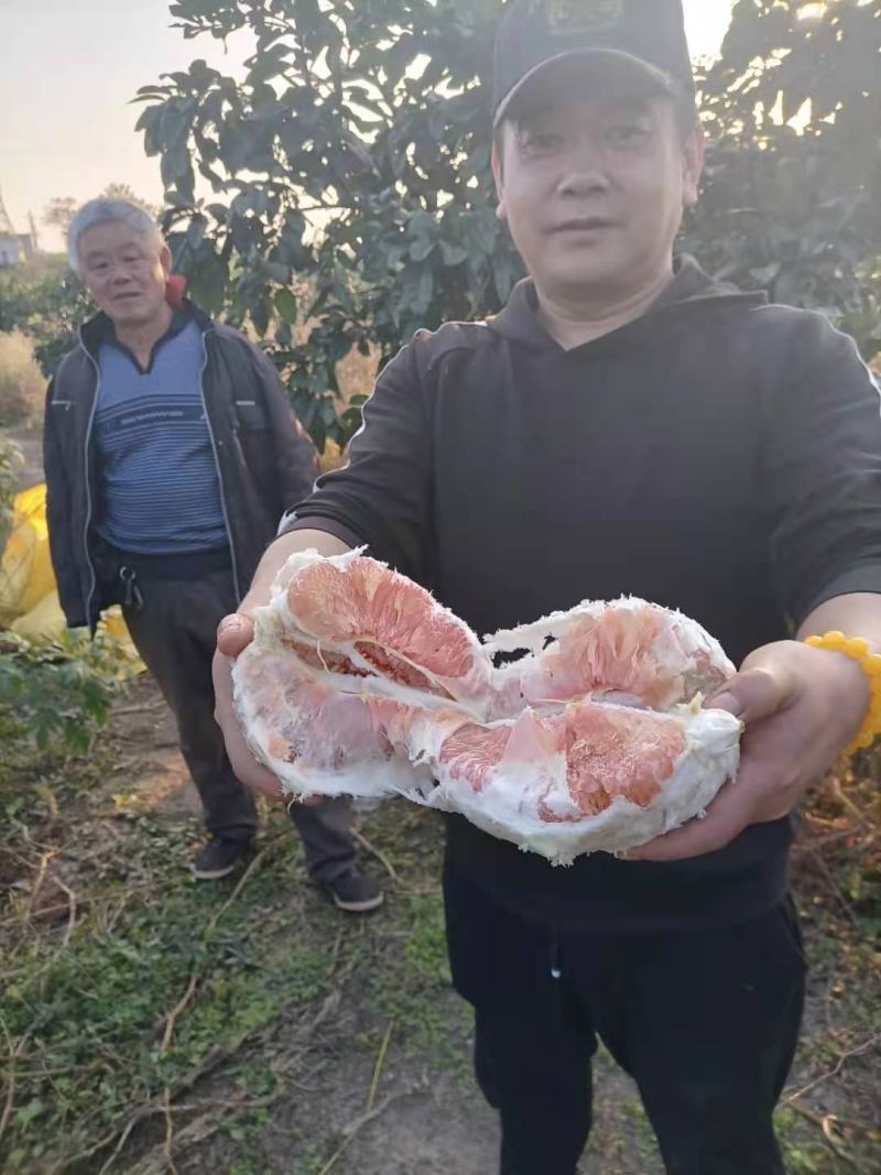 红心柚量大，口感好，水份足。