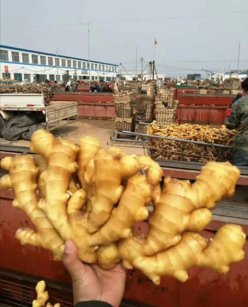 鲜姜大量上市，大黄姜产地生姜产地直销货源充足