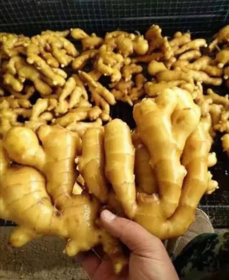鲜姜大量上市，大黄姜产地生姜产地直销货源充足
