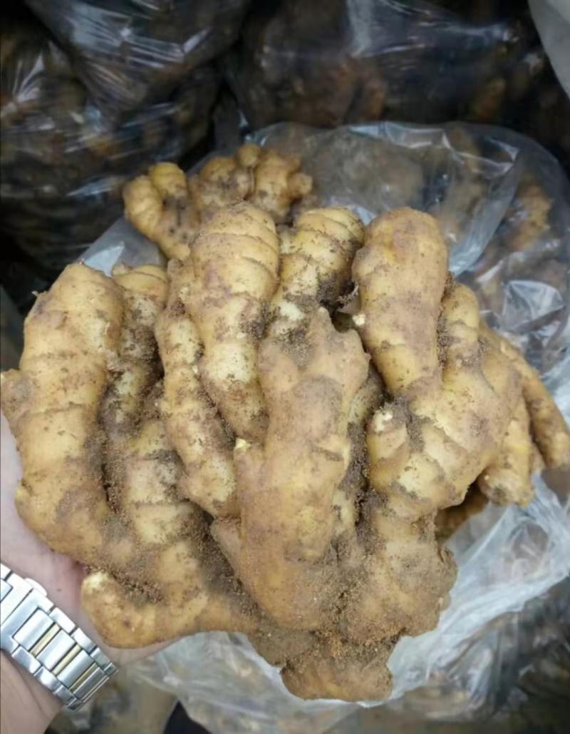 鲜姜大量上市，大黄姜产地生姜产地直销货源充足