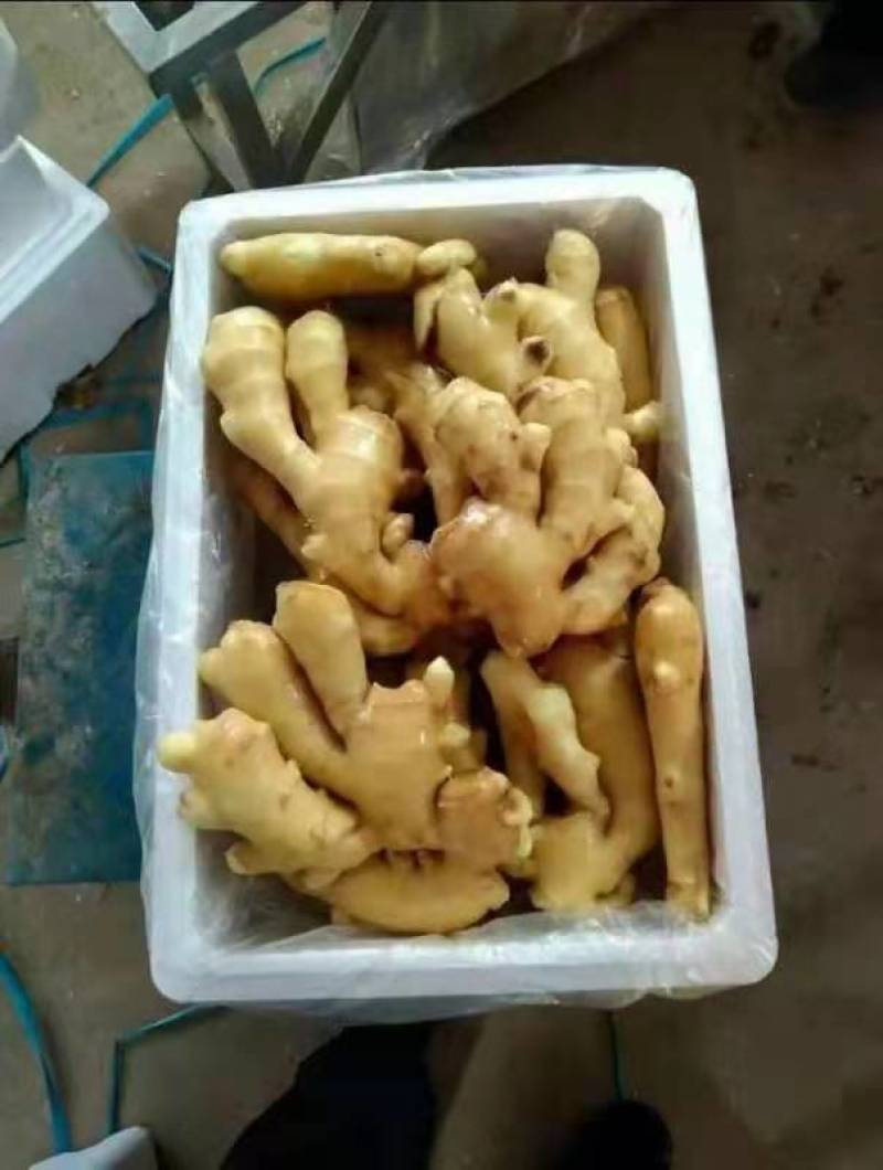 鲜姜大量上市，大黄姜产地生姜产地直销货源充足