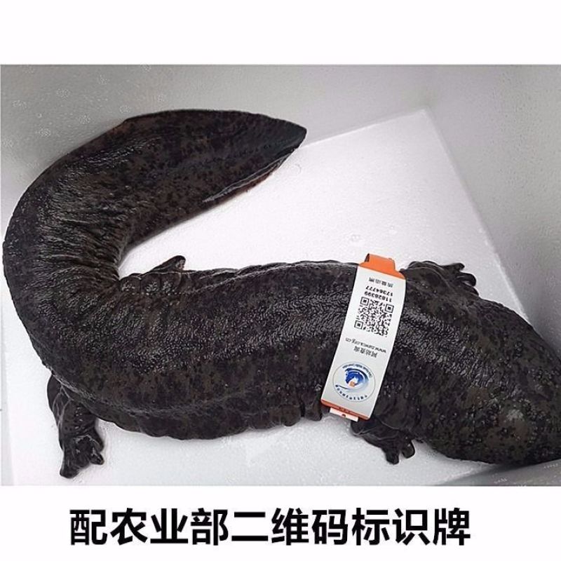 养殖场直发，娃娃鱼鲜活体大鲵，水产海鲜食用包活包邮