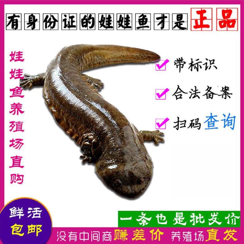 养殖场直发，娃娃鱼鲜活体大鲵，水产海鲜食用包活包邮