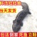 养殖场直发，娃娃鱼鲜活体大鲵，水产海鲜食用包活包邮