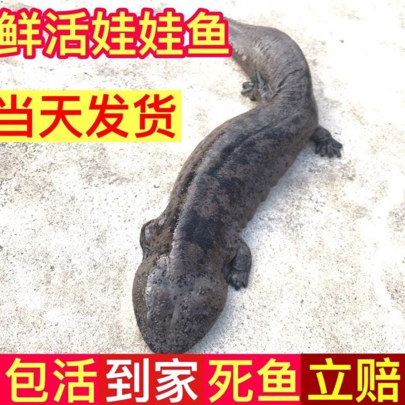 养殖场直发，娃娃鱼鲜活体大鲵，水产海鲜食用包活包邮