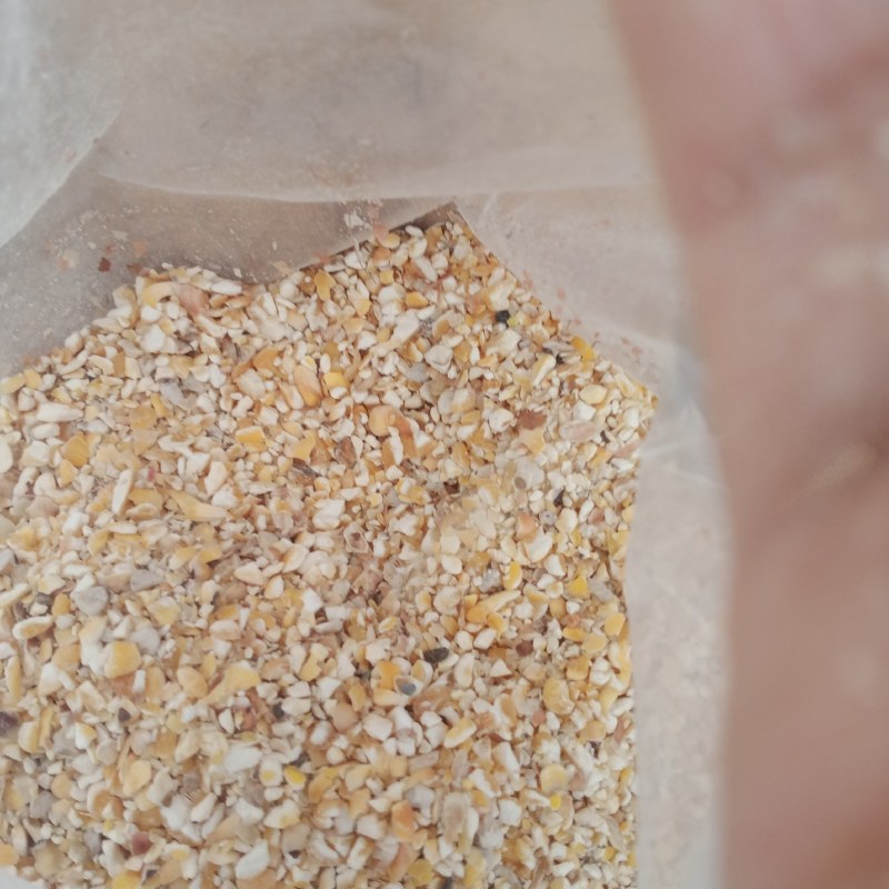 新玉米漏碎玉米玉米碎干玉米养殖专用饲料玉米下脚