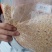 新玉米漏碎玉米玉米碎干玉米养殖专用饲料玉米下脚