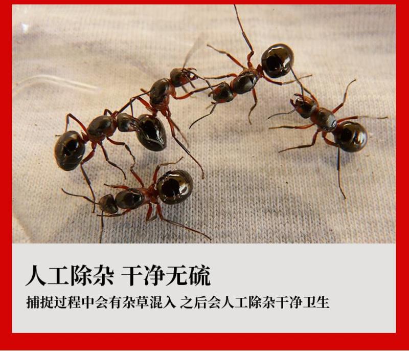 黑蚂蚁拟黑多刺蚁蚂蚁干泡酒广西广东产地散货批发