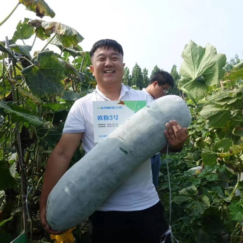 欧粉3号粉皮冬瓜种子欧兰德欧粉三号杂交特大抗病高产冬瓜