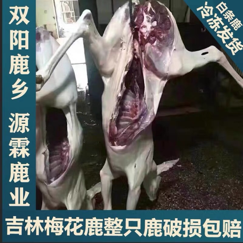 鹿白条鹿肉白条鹿吉林双阳梅花鹿整只鹿白条白条鹿