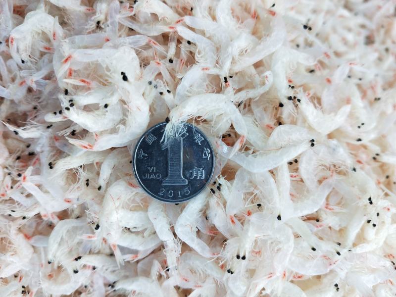 山东渤海湾虾皮微盐！味道杠杠鲜！大量现货一手货源不包邮