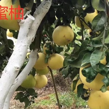 水蜜柚苗/纯甜蜜柚品种纯度品质保障/基地现挖现发保湿发货