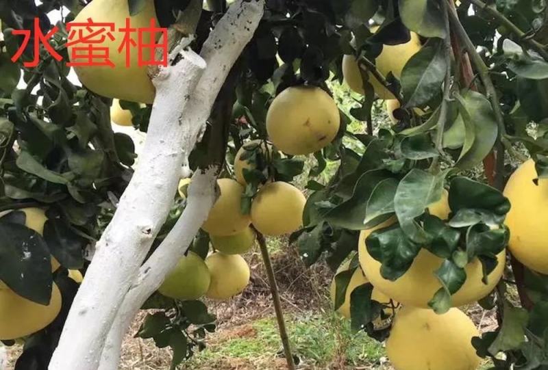 水蜜柚苗/纯甜蜜柚品种纯度品质保障/基地现挖现发保湿发货