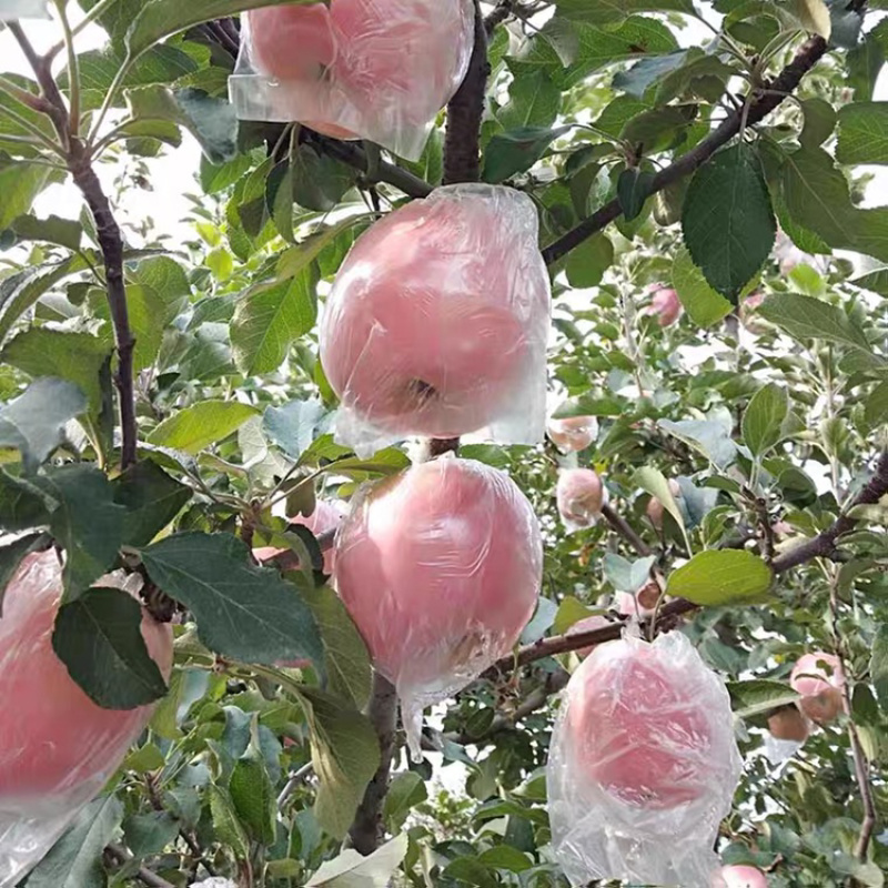 精品脆甜红富士苹果基地直发纸袋膜袋纸加膜发货