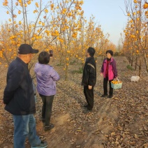 牛心柿子树苗价格，水果柿子树苗，盒柿子树苗基地，视频