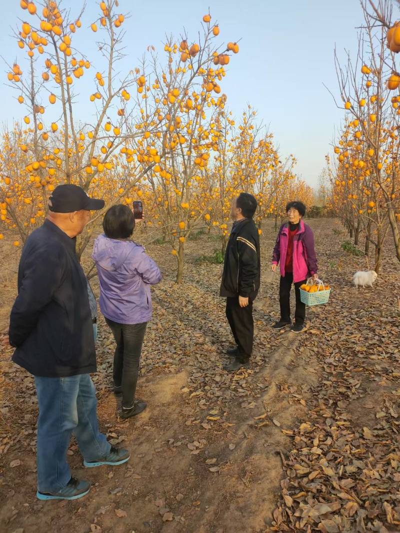 牛心柿子树苗盒柿子树苗规格1公分至3公分视频看货