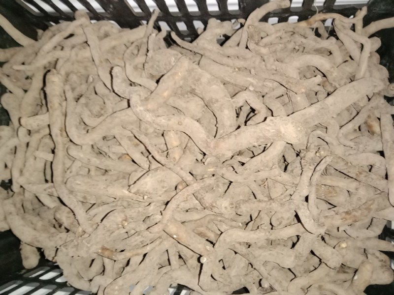 脱水的魔芋种子，都有现货。