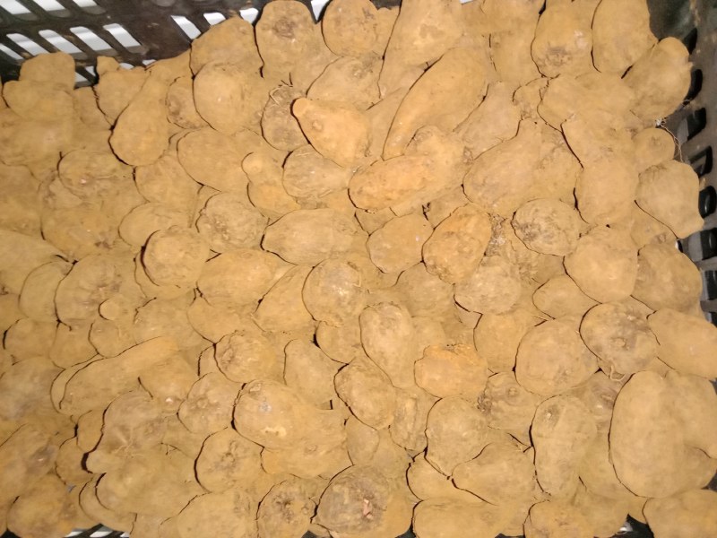 脱水的魔芋种子，都有现货。